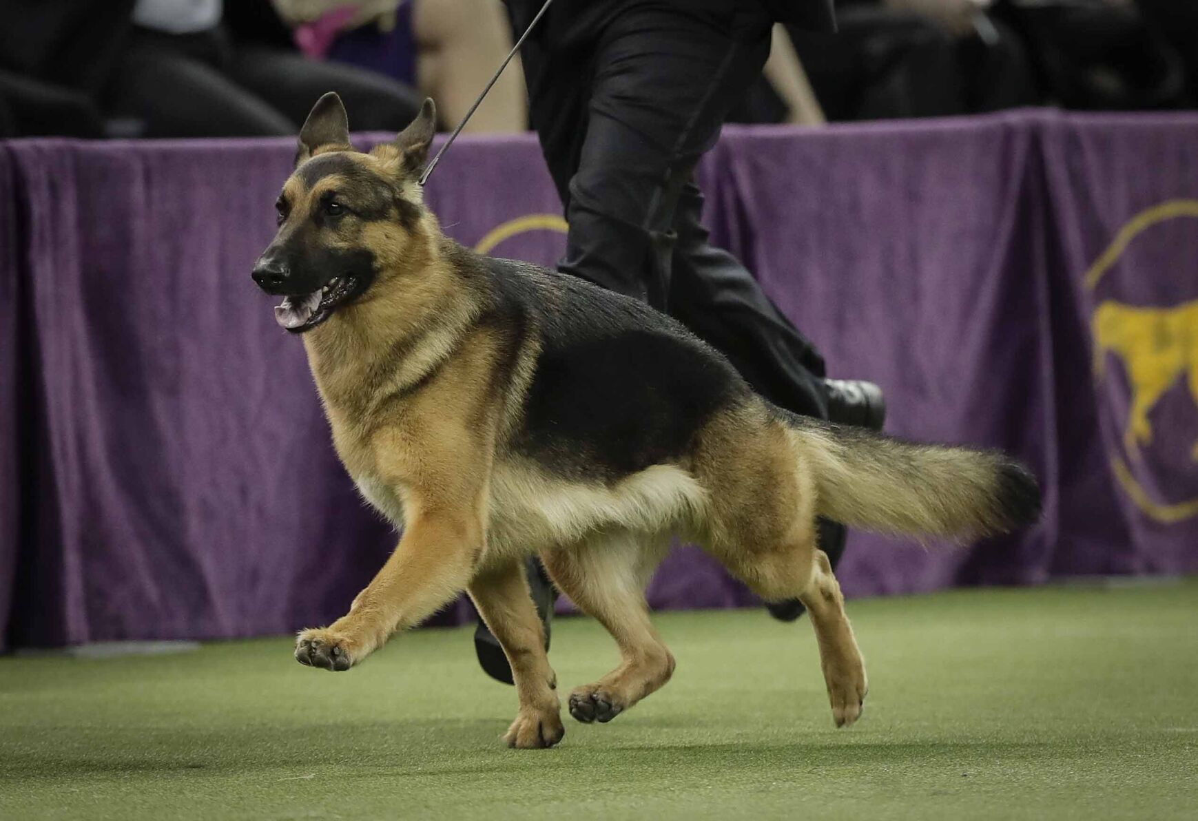 3. German shepherd